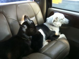 story-1-Image-2-(goat-and-dog)