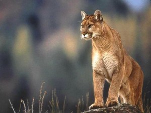 https://www.squamishreporter.com/wp-content/uploads/2012/03/cougar21-300x225.jpg