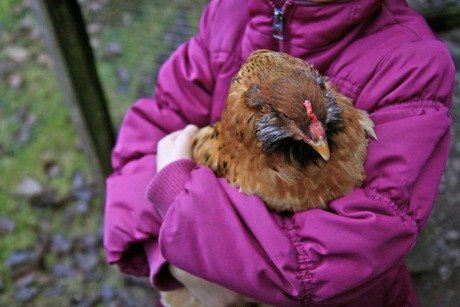 Chicken photo