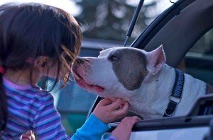 https://www.squamishreporter.com/wp-content/uploads/2013/03/pit-bulls-pic.jpg