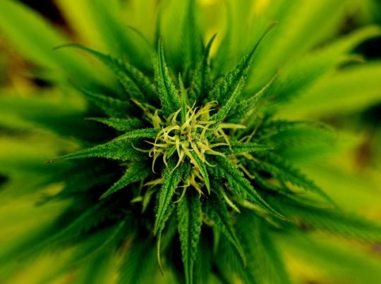 https://www.squamishreporter.com/wp-content/uploads/2013/06/marijuana--540x403.jpg