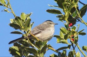 mocking bird