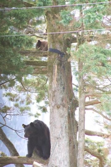 https://www.squamishreporter.com/wp-content/uploads/2017/06/alison-bearpic-360x540.jpg