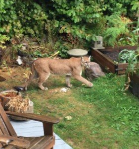 https://www.squamishreporter.com/wp-content/uploads/2017/10/Cougar-281x300.jpg