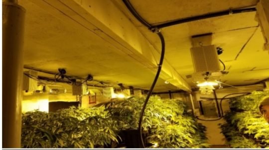 https://www.squamishreporter.com/wp-content/uploads/2018/02/weed-540x302.jpg
