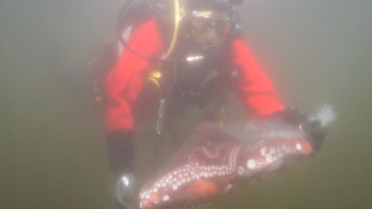 https://www.squamishreporter.com/wp-content/uploads/2018/03/Octopus-Transfer_Vancouver-Aquarium-540x304.jpg