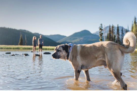 https://www.squamishreporter.com/wp-content/uploads/2018/07/Razi-540x358.jpg