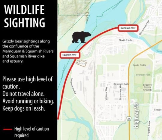 https://www.squamishreporter.com/wp-content/uploads/2018/08/grizzly-540x465.jpg