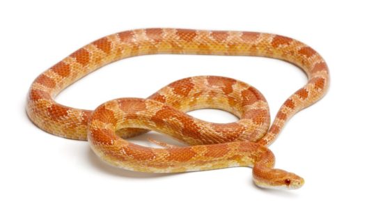 https://www.squamishreporter.com/wp-content/uploads/2018/09/Albino-Corn-Snake-540x303.jpg