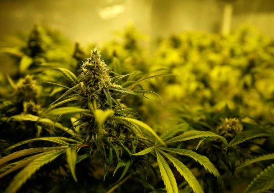 https://www.squamishreporter.com/wp-content/uploads/2018/10/cannabis-540x380.jpg