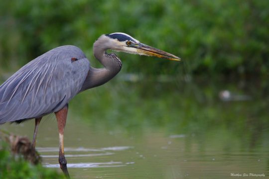 https://www.squamishreporter.com/wp-content/uploads/2019/01/great-blue-heron-540x359.jpg