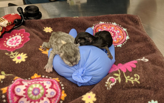 https://www.squamishreporter.com/wp-content/uploads/2019/04/SPCA-540x342.jpg