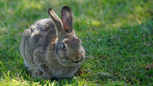 https://www.squamishreporter.com/wp-content/uploads/2019/04/rabbit-1-540x304.jpg