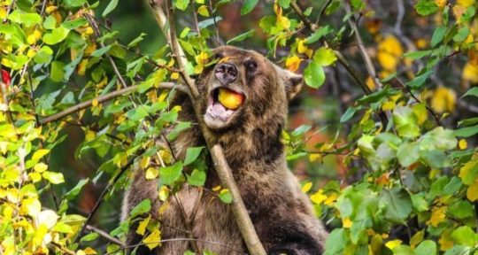 https://www.squamishreporter.com/wp-content/uploads/2019/09/bear-eating-apple-540x288.jpg
