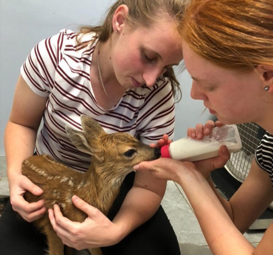 https://www.squamishreporter.com/wp-content/uploads/2019/10/critter-fawn-540x504.jpg