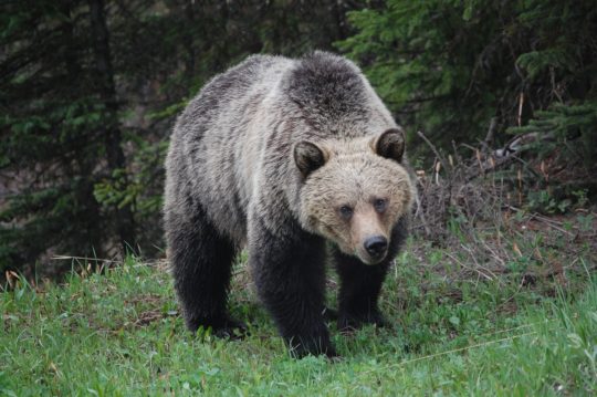 https://www.squamishreporter.com/wp-content/uploads/2019/10/grizzly-BEAR-540x359.jpg