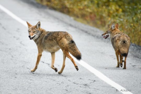 https://www.squamishreporter.com/wp-content/uploads/2019/11/coyotes-540x360.jpg