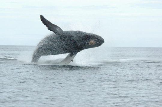 https://www.squamishreporter.com/wp-content/uploads/2019/12/the-whale-case-540x357.jpg