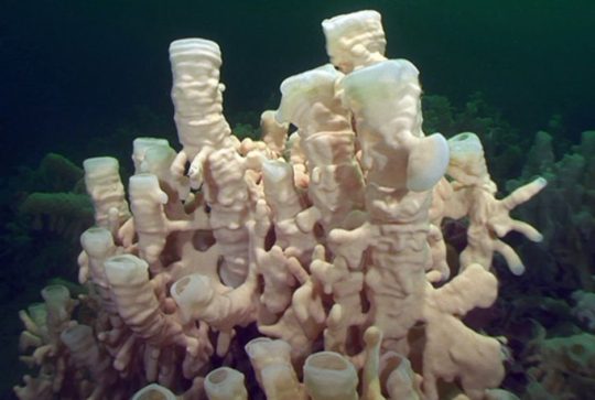 https://www.squamishreporter.com/wp-content/uploads/2020/02/Glass-sponge-Neil-McDaniel-540x363.jpg