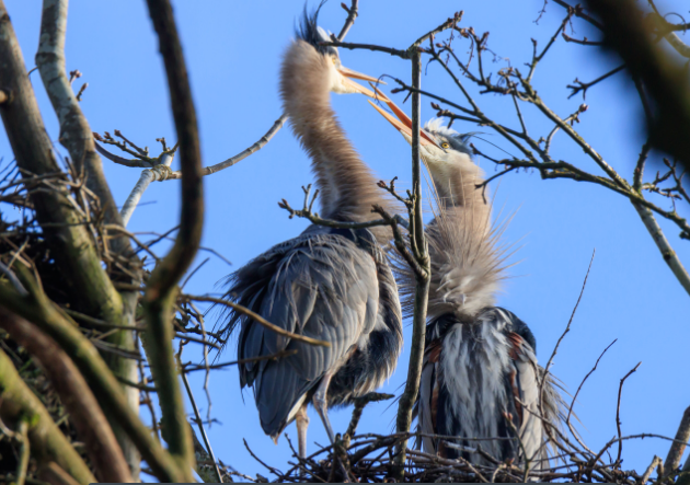 https://www.squamishreporter.com/wp-content/uploads/2020/02/heron.png