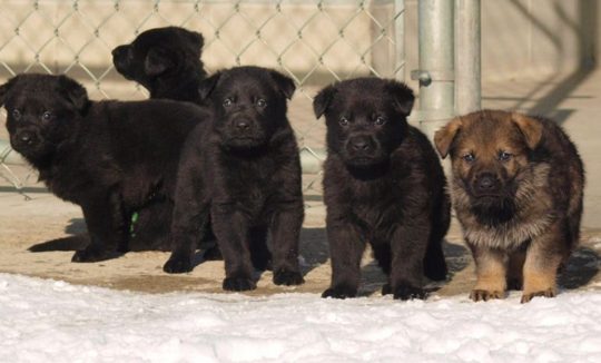 https://www.squamishreporter.com/wp-content/uploads/2020/02/puppies-540x326.jpg