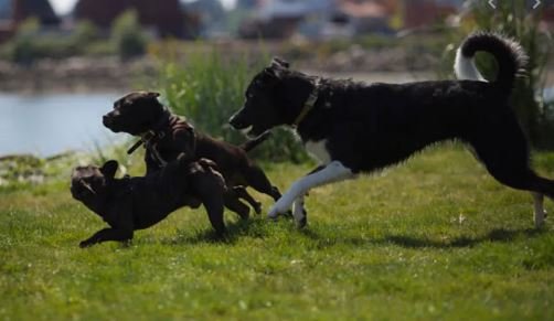 https://www.squamishreporter.com/wp-content/uploads/2020/03/off-leash-dog.jpg