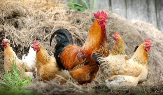 https://www.squamishreporter.com/wp-content/uploads/2020/04/chicken-540x317.png