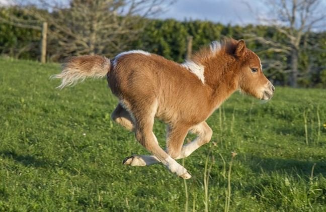 https://www.squamishreporter.com/wp-content/uploads/2020/04/mini-horse.jpg