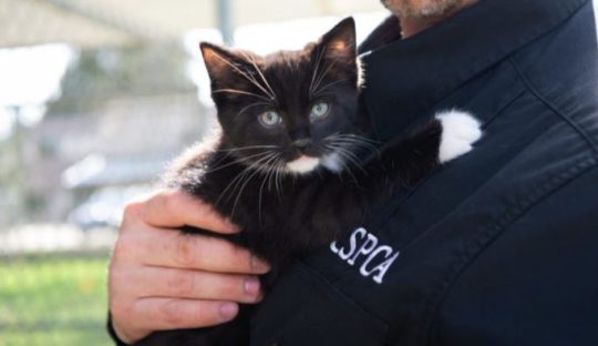 https://www.squamishreporter.com/wp-content/uploads/2020/05/SPCA-cats-540x312.jpg