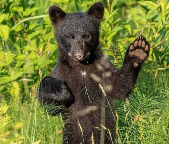 https://www.squamishreporter.com/wp-content/uploads/2020/05/bearcubs-540x460.jpg