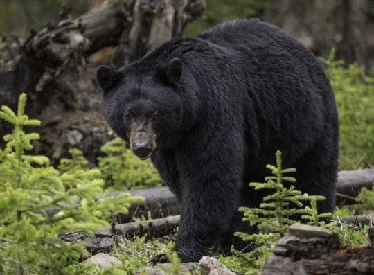 https://www.squamishreporter.com/wp-content/uploads/2020/06/black-bear-3-540x397.jpg