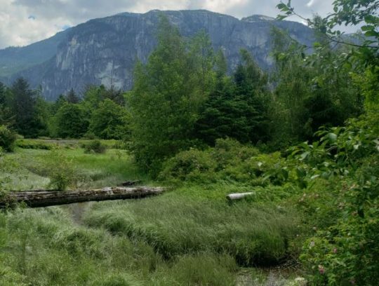 https://www.squamishreporter.com/wp-content/uploads/2020/06/estuary-2-540x408.jpg