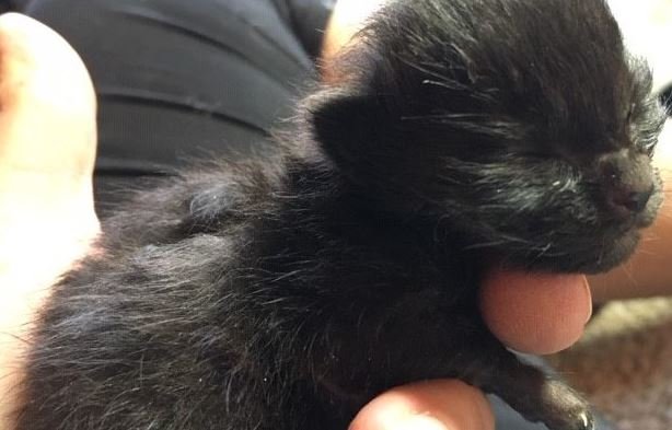 https://www.squamishreporter.com/wp-content/uploads/2020/06/kittens.jpg