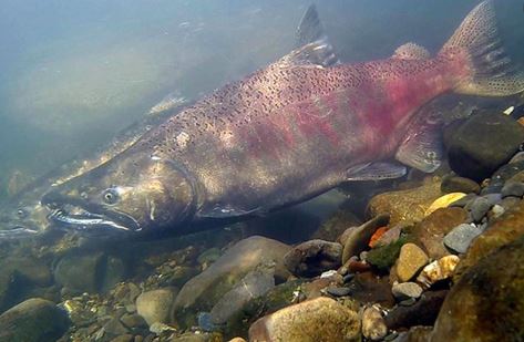https://www.squamishreporter.com/wp-content/uploads/2020/06/salmon.jpg
