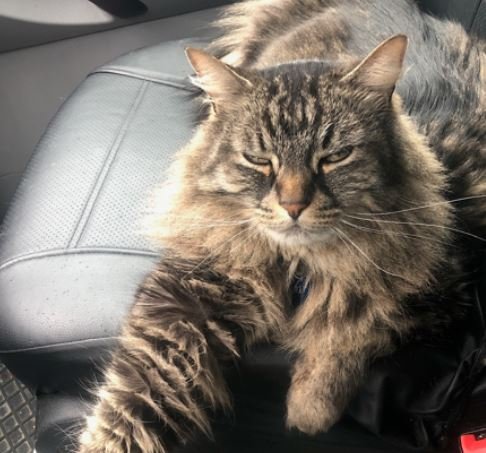 https://www.squamishreporter.com/wp-content/uploads/2020/07/cat.jpg