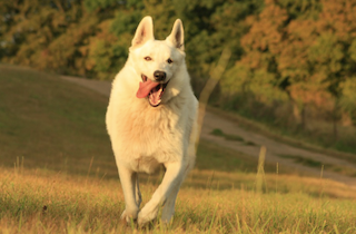 https://www.squamishreporter.com/wp-content/uploads/2020/07/dog.png