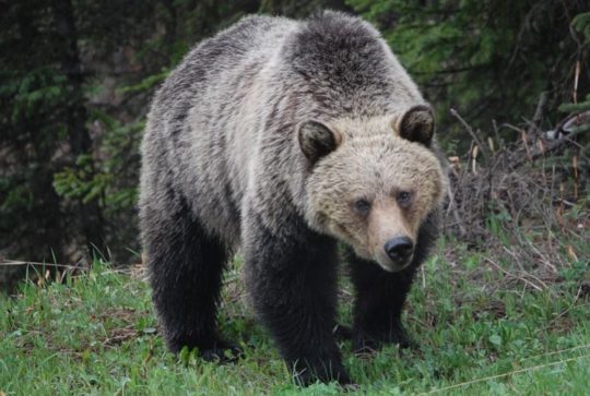 https://www.squamishreporter.com/wp-content/uploads/2020/08/grizzly-@-540x363.jpg