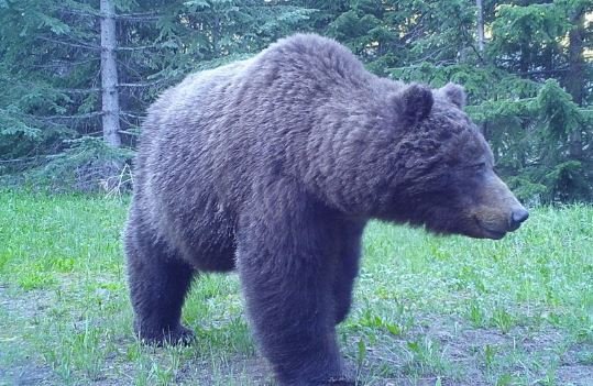 https://www.squamishreporter.com/wp-content/uploads/2020/09/bear-wildlife.jpg