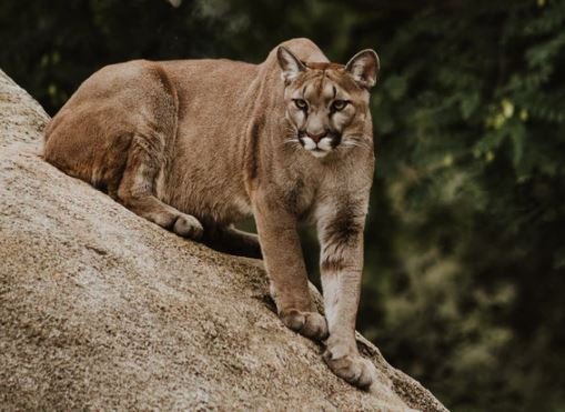 https://www.squamishreporter.com/wp-content/uploads/2020/09/cougar.jpg