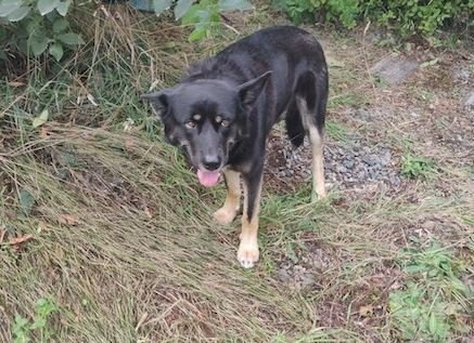 https://www.squamishreporter.com/wp-content/uploads/2020/10/dangerous-dog.jpg