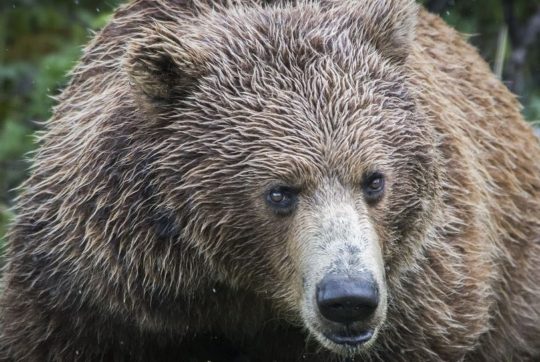 https://www.squamishreporter.com/wp-content/uploads/2020/10/grizzly-3-540x362.jpg