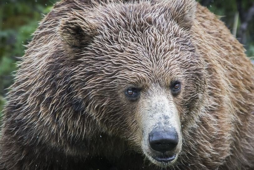 https://www.squamishreporter.com/wp-content/uploads/2020/10/grizzly-3.jpg