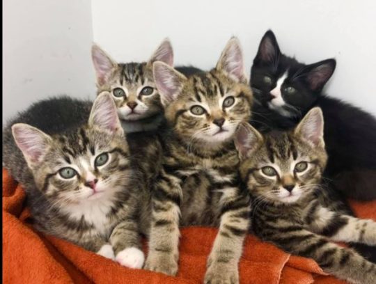 https://www.squamishreporter.com/wp-content/uploads/2020/12/kittens-540x408.jpg