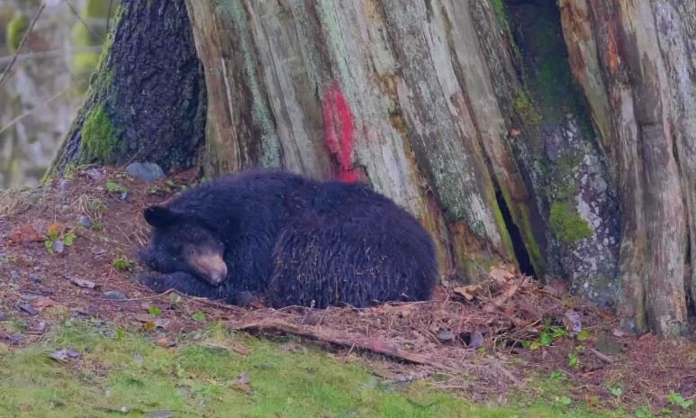 https://www.squamishreporter.com/wp-content/uploads/2020/12/trail.jpg