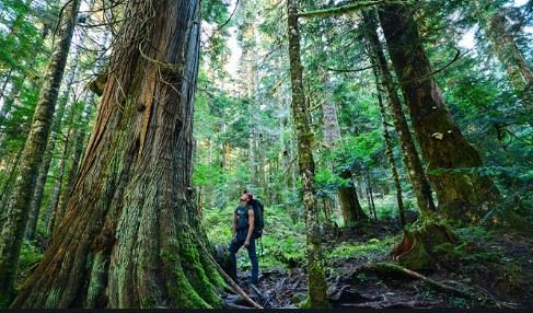 https://www.squamishreporter.com/wp-content/uploads/2021/01/bc-parks.jpg