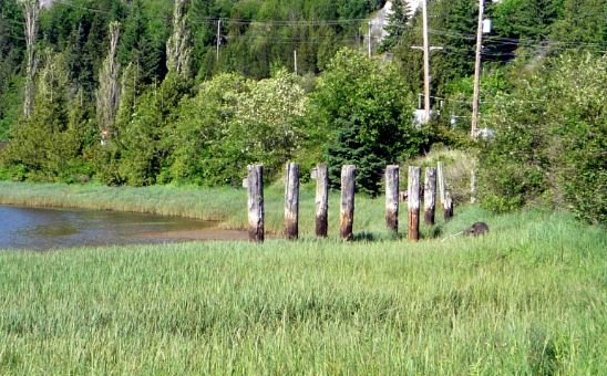 https://www.squamishreporter.com/wp-content/uploads/2021/01/piling.jpg