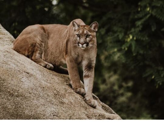 https://www.squamishreporter.com/wp-content/uploads/2021/02/cougar-3-540x415.jpg