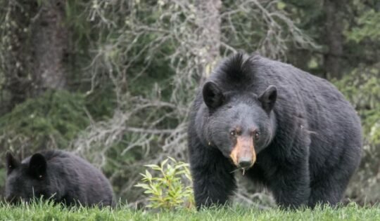 https://www.squamishreporter.com/wp-content/uploads/2021/02/sows-540x315.jpg