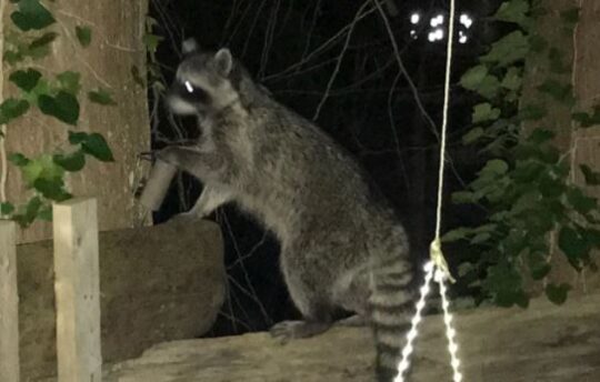 https://www.squamishreporter.com/wp-content/uploads/2021/03/racoon-540x344.jpg