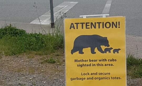 https://www.squamishreporter.com/wp-content/uploads/2021/05/bear-family-540x330.jpg